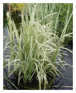 GLYCERIA maxima 'Variegata'